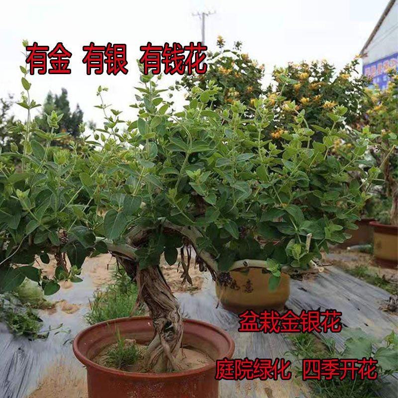金银花老庄盆景