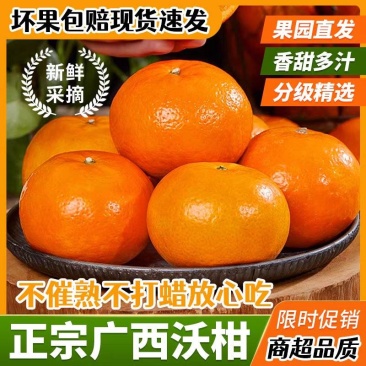 【广西沃柑】武鸣沃柑/产地直发/质量三包/欢迎采购商来电