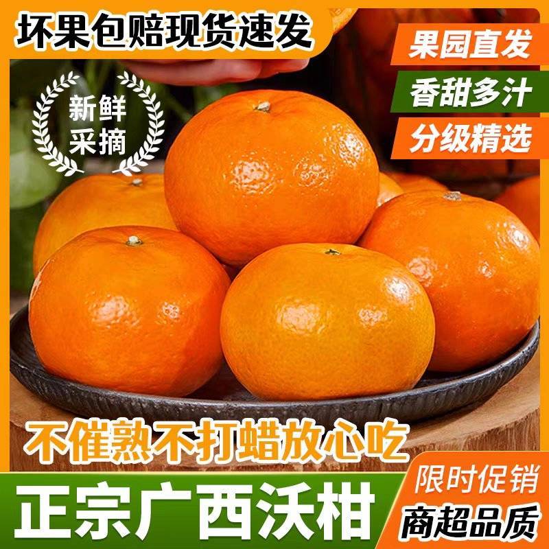 【广西沃柑】武鸣沃柑/产地直发/质量三包/欢迎采购商来电