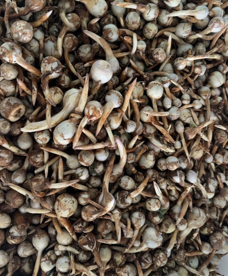 云南产地直销大中小号茨菇，新鲜慈菇，一手货源，全年不断货