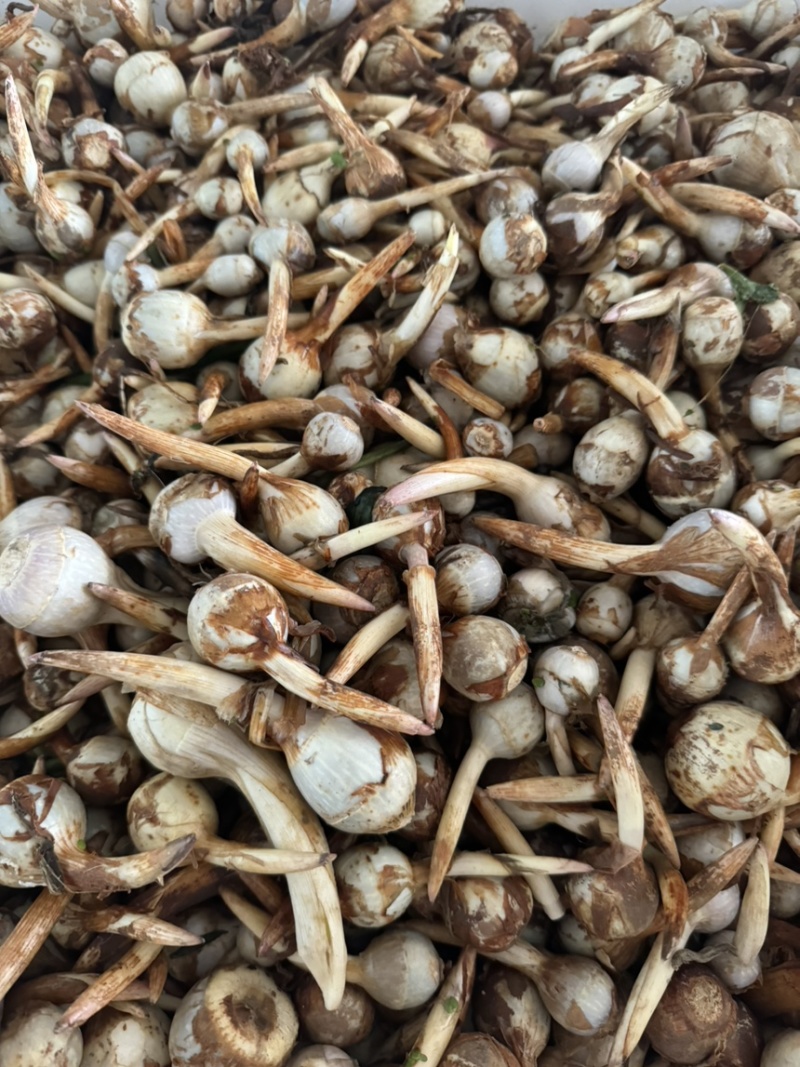 云南产地直销大中小号茨菇，新鲜慈菇，一手货源，全年不断货