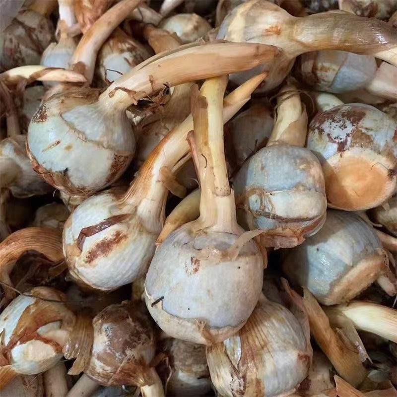 云南产地直销大中小号茨菇，新鲜慈菇，一手货源，全年不断货