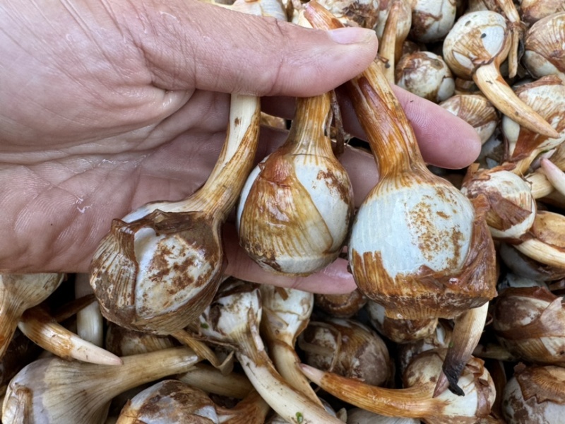 云南产地直销大中小号茨菇，新鲜慈菇，一手货源，全年不断货
