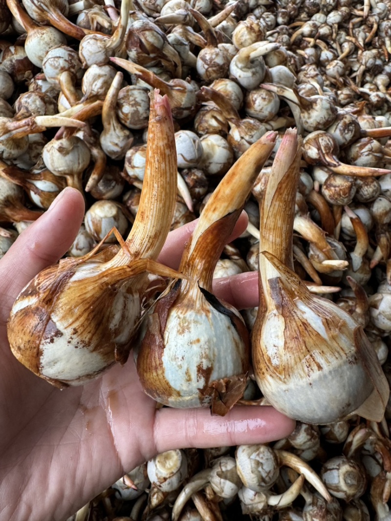 云南产地直销大中小号茨菇，新鲜慈菇，一手货源，全年不断货