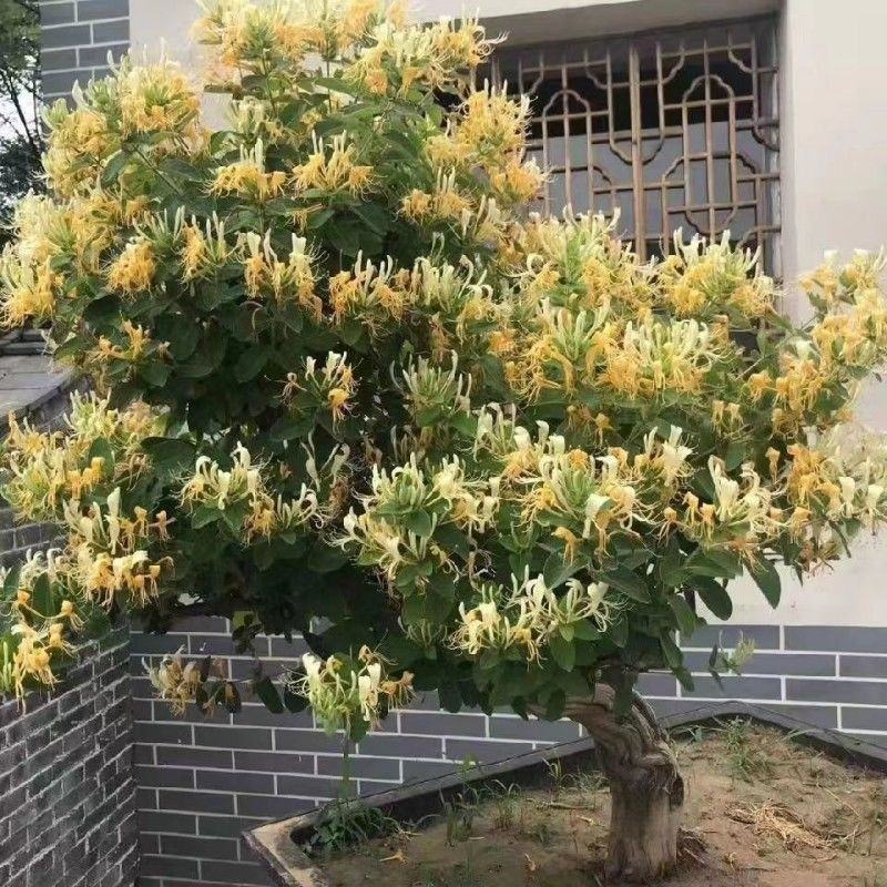 金银花老庄盆景