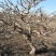 金银花老庄盆景