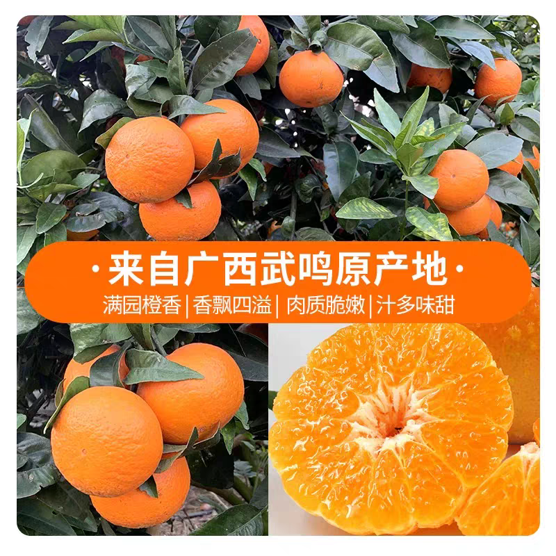 【广西沃柑】武鸣沃柑/产地直发/质量三包/欢迎采购商来电