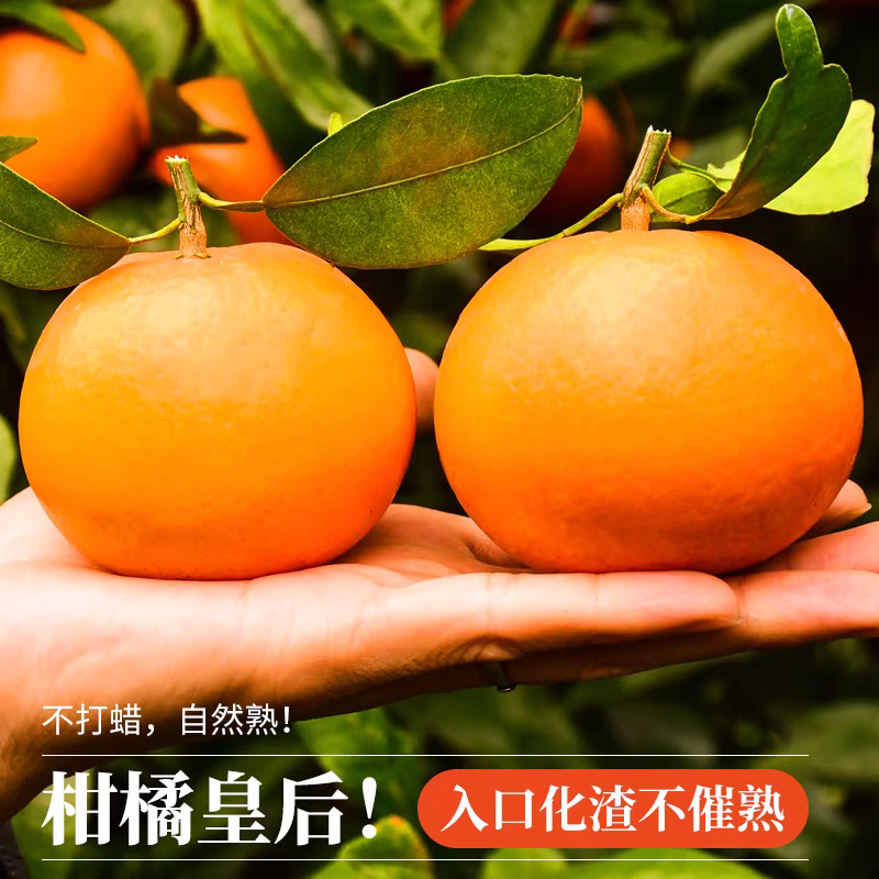 【广西沃柑】武鸣沃柑/产地直发/质量三包/欢迎采购商来电