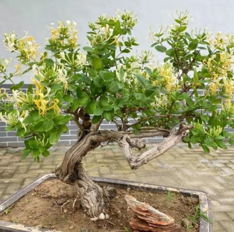 金银花老庄盆景