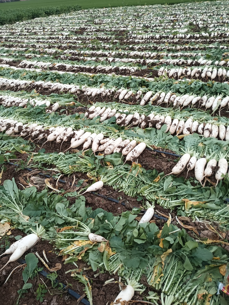 河南周口白萝卜大量供应中，产地直发，量大从优！