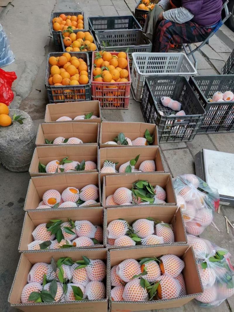 四川金堂三溪脐橙现，大量上市中，口感脆甜，颜色火红。