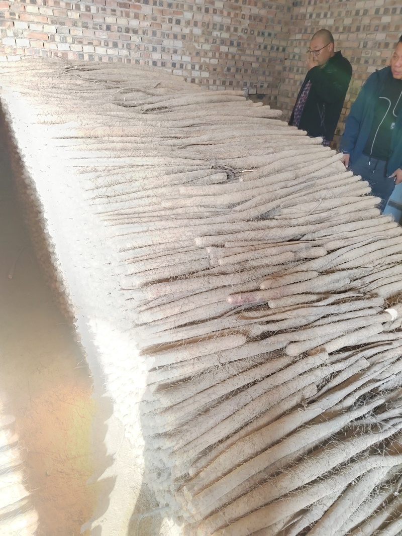 河北大名白玉山药大量现货供应全国电商.批发市场.