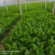 【精选】西芹芹菜量大从优保质保量一条龙服务对接全国