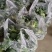 精品西兰花大量上市，量大从优，全国发货，可视频看货
