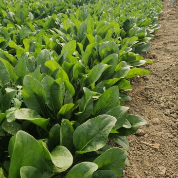 平度明村大棚菠菜大量上市，有意者联系