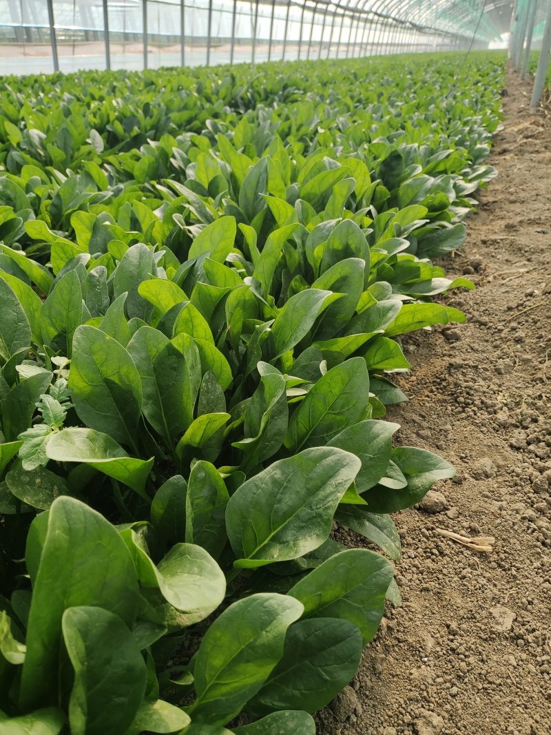 平度明村大棚菠菜大量上市，有意者联系