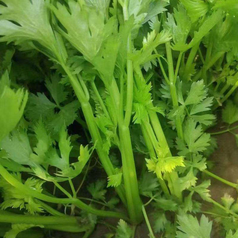 【优质推荐】芹菜大量上市，品质优良，欢迎联系谈合作。