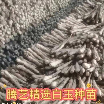 白玉豆苗
