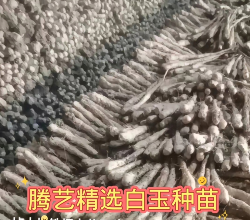 白玉豆苗