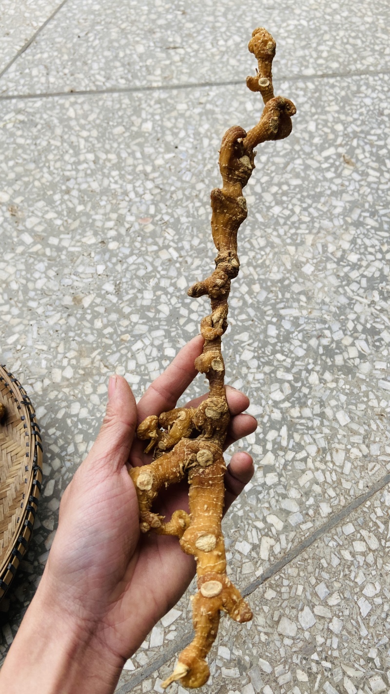 多花黄精大条子10-20CM整条干货黄精条子