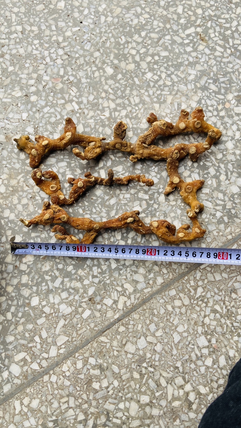 多花黄精大条子10-20CM整条干货黄精条子