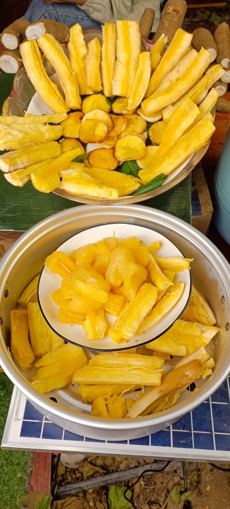 华南9号黄心木薯
