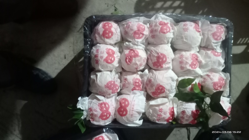 诚信专业代办，脐橙，大量上市，