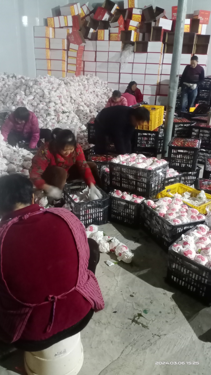 诚信专业代办，脐橙，大量上市，