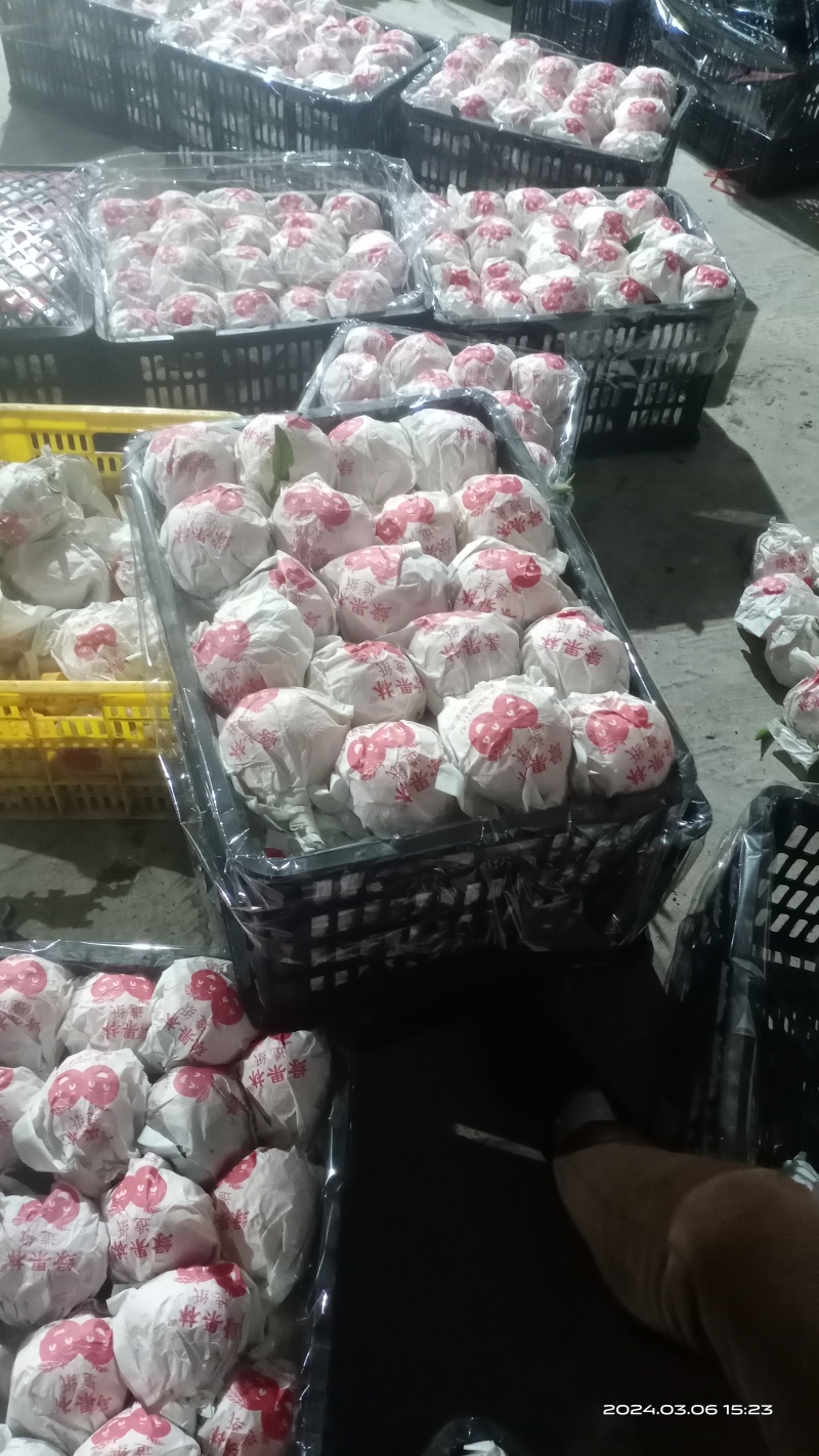 诚信专业代办，脐橙，大量上市，