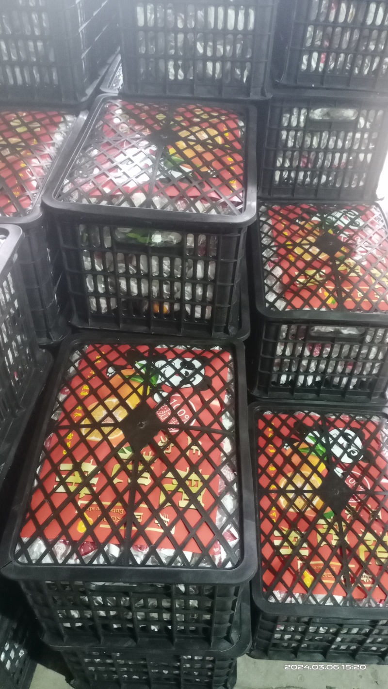 诚信专业代办，脐橙，大量上市，