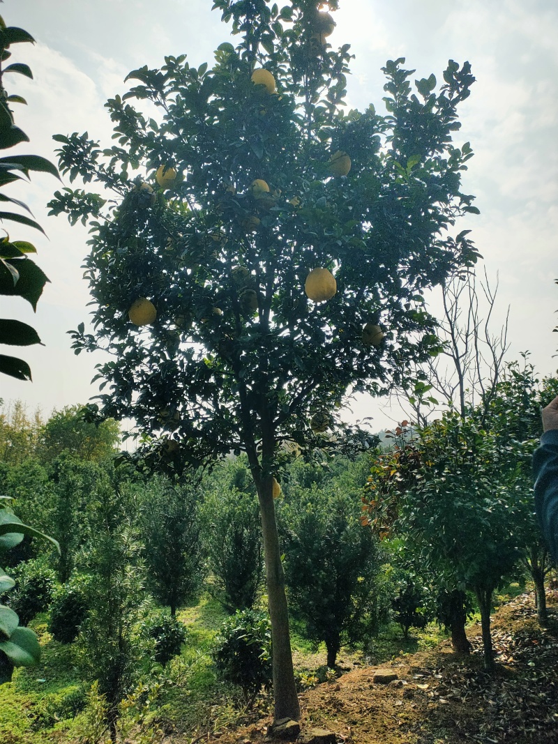 香泡树江西丛生香泡树苗圃直发提供技术支持规格齐全