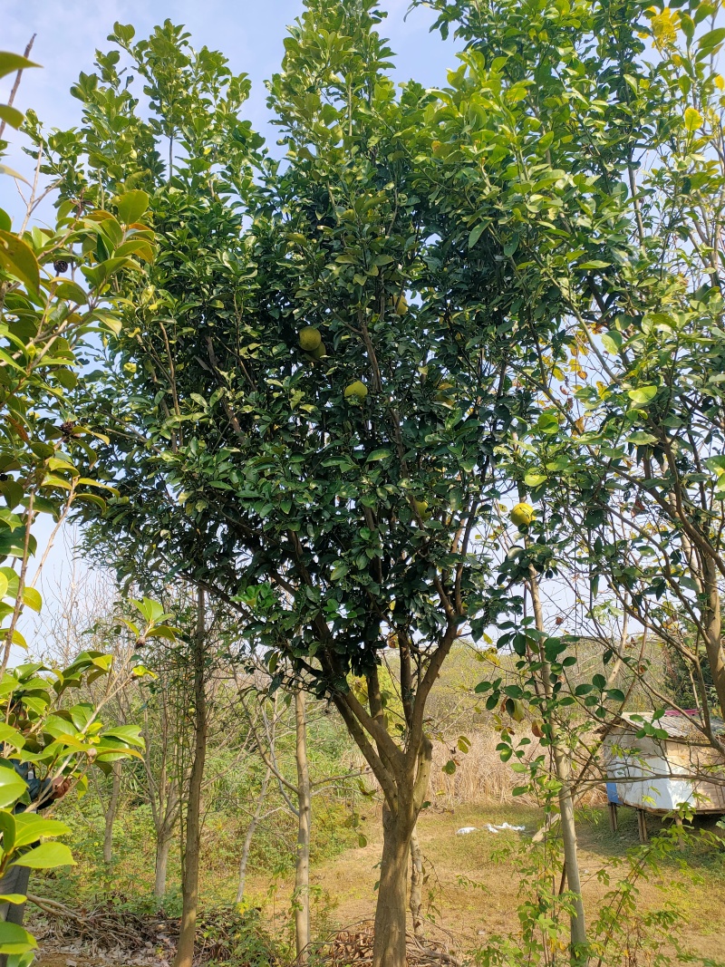 香泡树江西丛生香泡树苗圃直发提供技术支持规格齐全