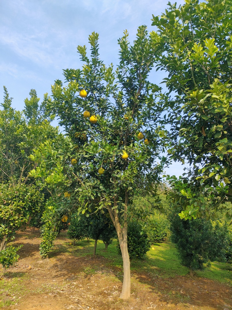 香泡树江西丛生香泡树苗圃直发提供技术支持规格齐全
