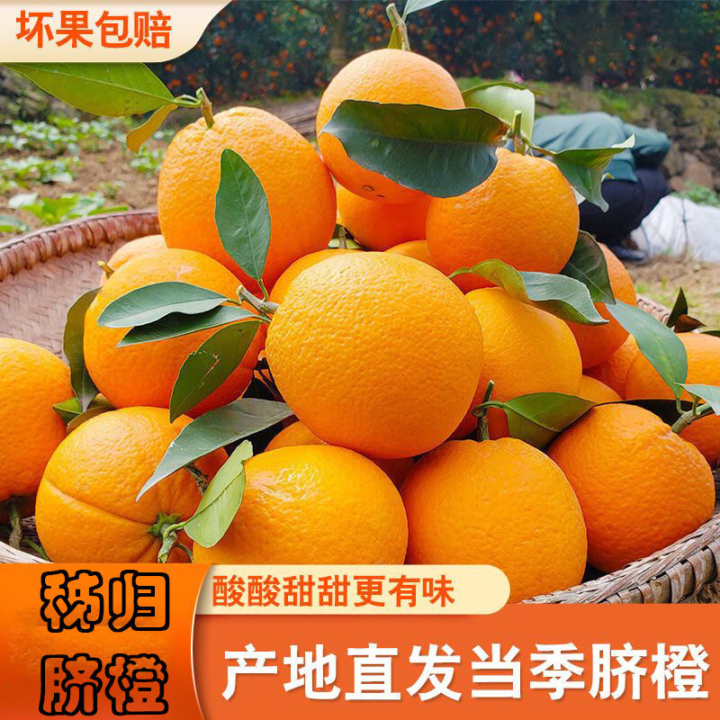 长红圆红脐橙.产地一手货源.果园采摘规格齐全，供应全国