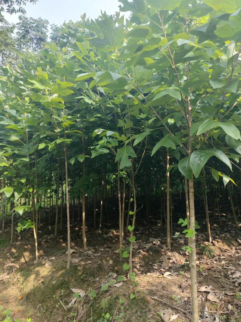 马褂木江西马褂木1-30公分现挖现发提供售后保证品质