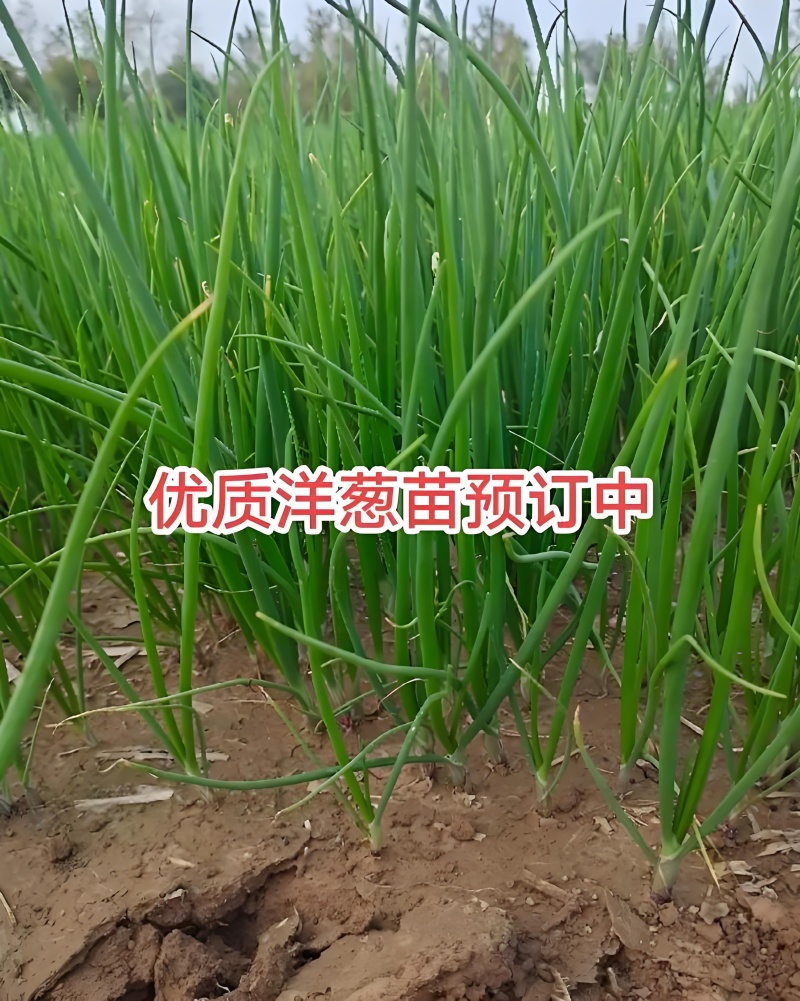 洋葱苗基地培育河西半高桩二红洋葱苗，，高产，抗病，抗重茬
