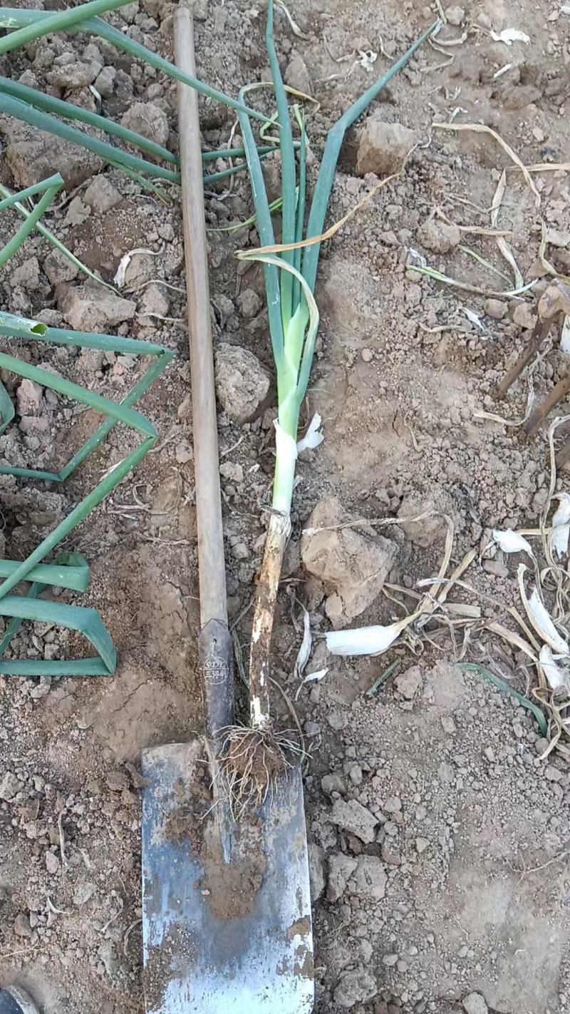 长白大葱菏泽安兴训修家庭农场十亩
