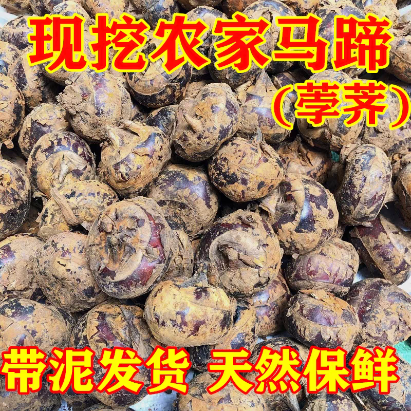 【马蹄】荸荠珍珠马蹄/广西马蹄/产地批发/欢迎来电咨询