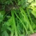 【优质推荐】芹菜大量上市，品质优良，欢迎联系谈合作。
