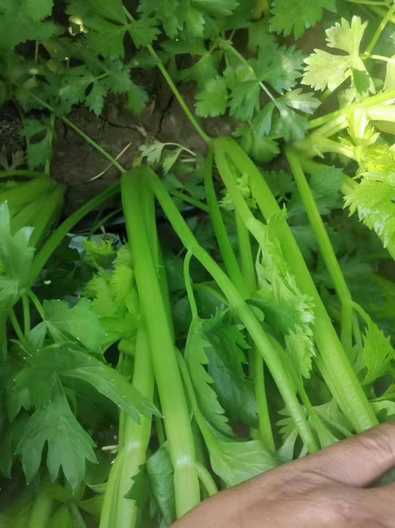 【优质推荐】芹菜大量上市，品质优良，欢迎联系谈合作。