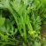 【优质推荐】芹菜大量上市，品质优良，欢迎联系谈合作。