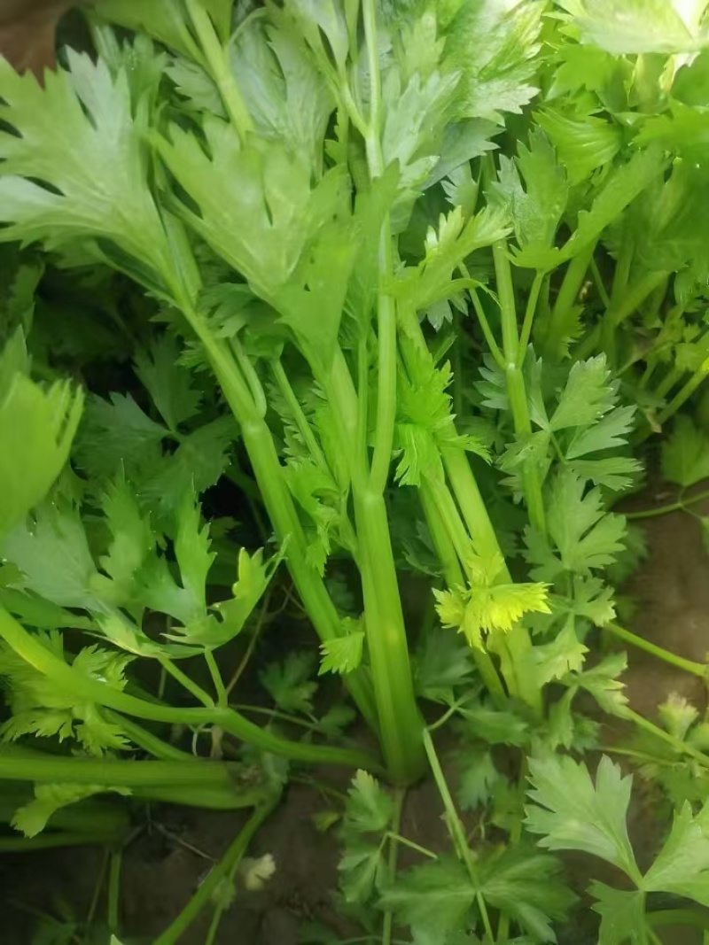 【优质推荐】芹菜大量上市，品质优良，欢迎联系谈合作。