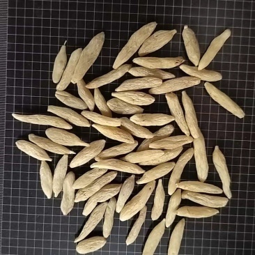 麦冬多种规格，品质优良供货量大，供货稳定，欢迎电话联系。