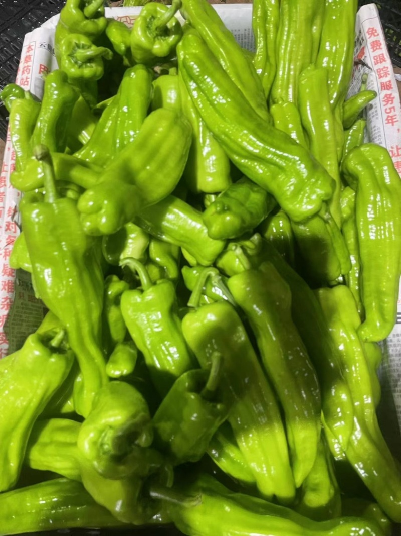 广东鲜辣椒全国供应，一手货源，薄皮椒芜湖椒苏椒