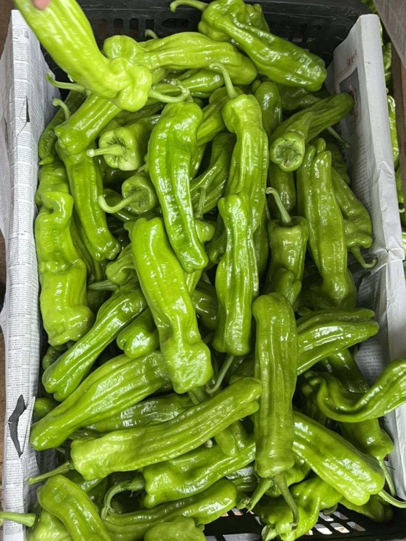 广东鲜辣椒全国供应，一手货源，薄皮椒芜湖椒苏椒
