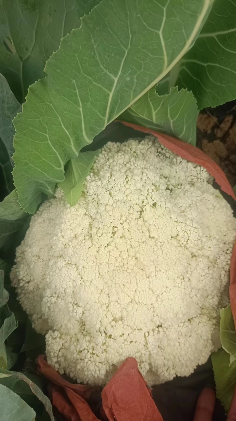 散花