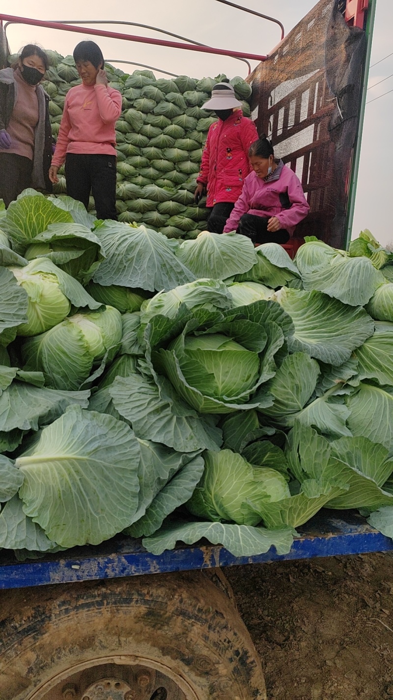 京丰一号包菜，大量上市，全国代发