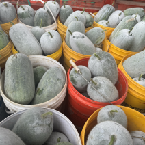 云南新鲜冬瓜水果冬瓜小香冬瓜大量上市一手货源