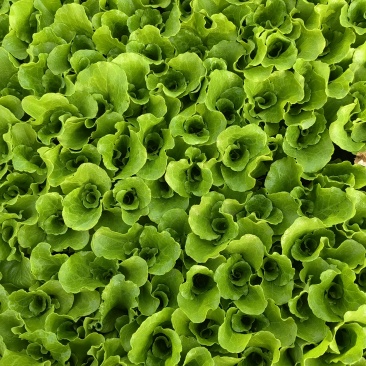 意大利生菜苗