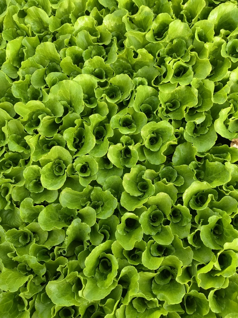 意大利生菜苗